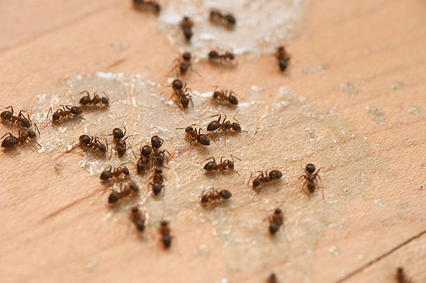 Best Mosquito Control Services  in Lodi, WI